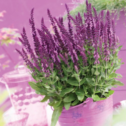 Шалфей пышный