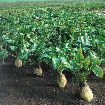 Свекла кормовая