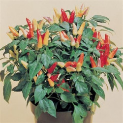 Перец и томат декоративный