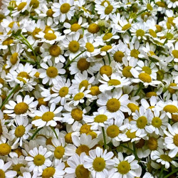 Танацетум (пиретрум)