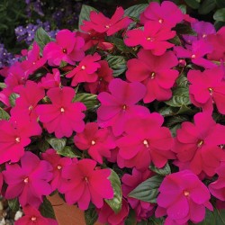 Бальзамин новогвинейский