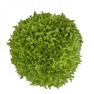 Салат Экстемп - ООО «Семена Тут»