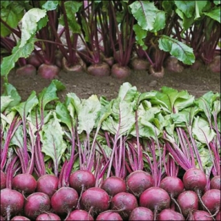 Свекла Пабло F1 [фракция семян: 4,0-4,5 мм] - ООО «Семена Тут»