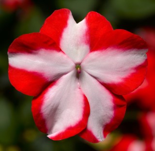 img-0: Бальзамин Акцент Премиум Оранж Стар [1000 шт] - ООО «Семена Тут»