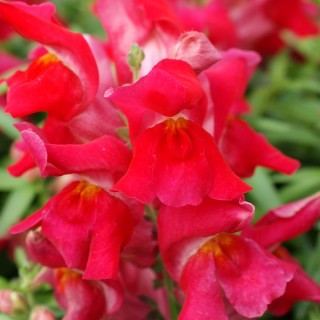 Львиный зев Снэппи Черри [1000 шт] - ООО «Семена Тут»