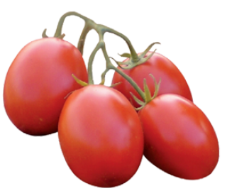 Томат Петраросса F1 - ООО «Семена Тут»