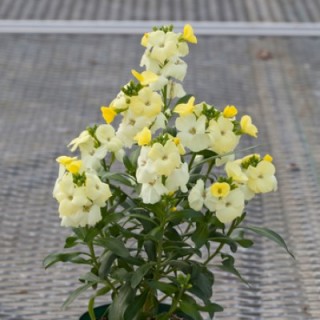 img-0: Лакфиоль (Хейрантус) Шуга Раш Примроуз [100 шт] - ООО «Семена Тут»