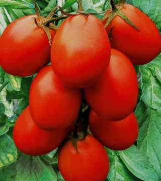 img-0: Томат Застольный - ООО «Семена Тут»