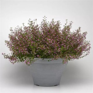 img-1: Куфея ветвистая Пинк Шиммер [100 м/драже] - ООО «Семена Тут»