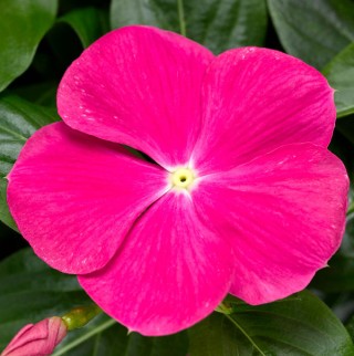 Катарантус ампельный Кора Каскад Брайт Роуз [100 шт] - ООО «Семена Тут»