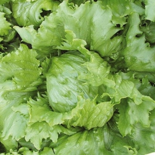 Салат Тевион - ООО «Семена Тут»