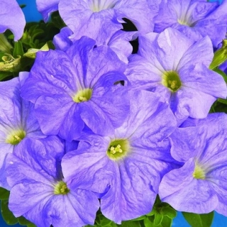 img-0: Петуния грандифлора Дримс Скай Блю [70 драже] - ООО «Семена Тут»