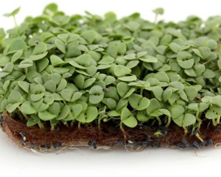 img-1: Базилик зеленый Василиск МЗ - ООО «Семена Тут»