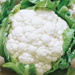 Капуста цветная Спейс Стар F1 - ООО «Семена Тут»