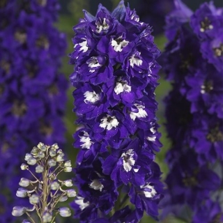 Дельфиниум высокий Дельфина Дарк блю Вайт Би [250 шт] - ООО «Семена Тут»