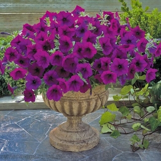 Петуния гибридная Трилоджи Парпл [100 драже]. - ООО «Семена Тут»