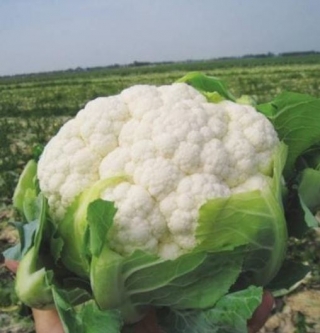 Капуста цветная Флирт F1* - ООО «Семена Тут»