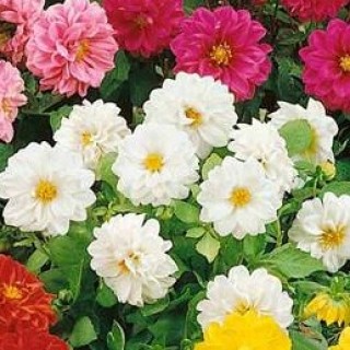 img-1: Георгина Фигаро Вайт Шейдес [100 шт] - ООО «Семена Тут»