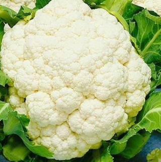 Капуста цветная Брунел F1 - ООО «Семена Тут»