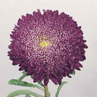 Астра Бенари Принцесс Блю [1000 шт] - ООО «Семена Тут»