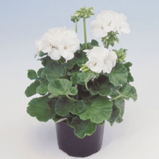 Пеларгония зональная Апаче Вайт [250 шт] - ООО «Семена Тут»
