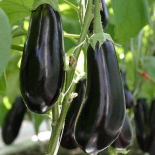 Баклажан Черный опал - ООО «Семена Тут»