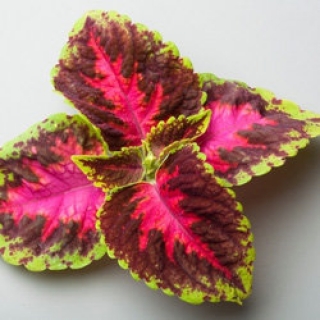 img-0: Колеус Файрвей Роуз [5000 шт] - ООО «Семена Тут»