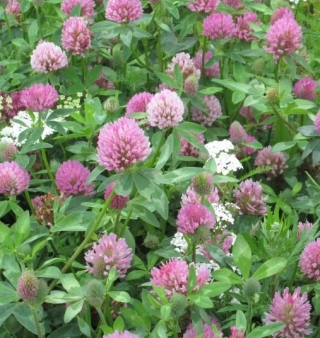 Клевер Розовый (1уп-100гр) - ООО «Семена Тут»