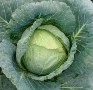 img-1: Капуста белокочанная Ларсия F1 - ООО «Семена Тут»