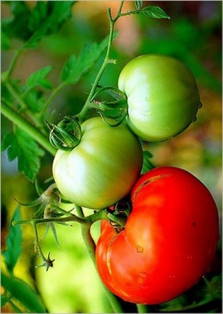 Томат Мартэз F1 - ООО «Семена Тут»