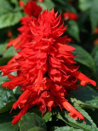 img-1: Сальвия Мохаве Ред [1000 шт] - ООО «Семена Тут»