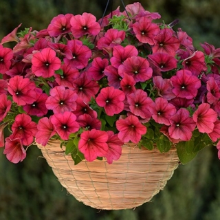 Петуния ампельная F1 Изи Вэйв Берри Велюр [250 драже] - ООО «Семена Тут»