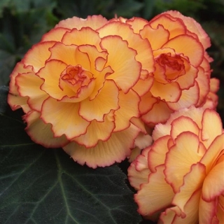 Бегония клубневая Америгибрид Пикоти Санбёрст [500 драже] - ООО «Семена Тут»