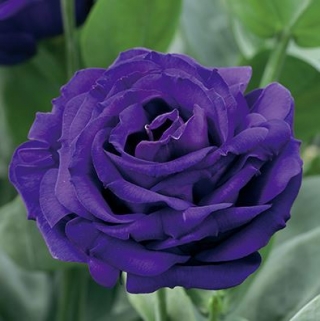 Эустома Арена 3 Парпл  [100 драже] - ООО «Семена Тут»