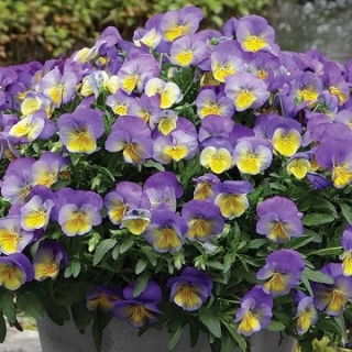 img-1: Виола ампельная Кул Вэйв Морфо [1000 шт] - ООО «Семена Тут»