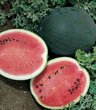 Арбуз Шуга Бейби (инкруст. семена) - ООО «Семена Тут»