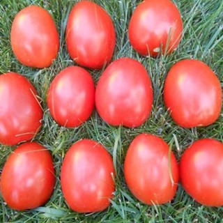 img-0: Томат Ушаков - ООО «Семена Тут»