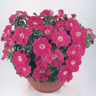 Петуния полуампельная Нуволари Роуз [1000 драже] - ООО «Семена Тут»