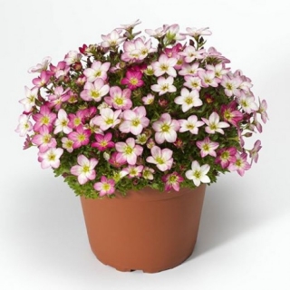 Камнеломка арендса Лофти Пинк Шейдес [1000 шт] - ООО «Семена Тут»