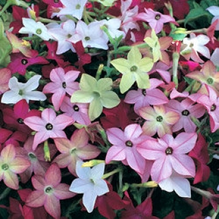 Табак Сандер Авалон Микс [1050 драже] - ООО «Семена Тут»