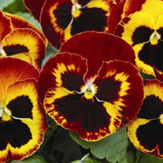 Виола крупноцветковая Маммот Он файр [1000 шт] - ООО «Семена Тут»