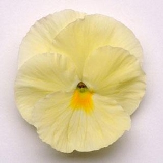 Виола крупноцветковая Матрикс Примроуз [1000 шт] - ООО «Семена Тут»