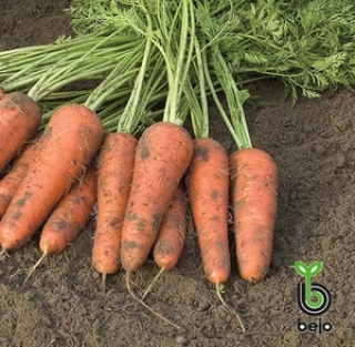 Морковь Кардифф F1 (фракция: 2,0-2,2 мм) - ООО «Семена Тут»