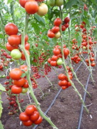 img-1: Томат Ангел F1 (инкруст.семена) - ООО «Семена Тут»