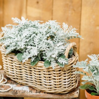 img-1: Цинерария Квиксильвер [10000 шт] - ООО «Семена Тут»