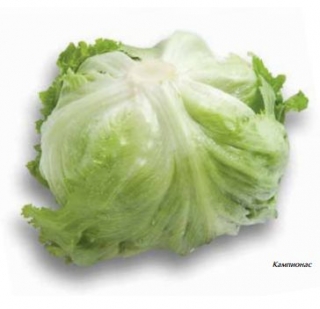 Салат Кампионас - ООО «Семена Тут»