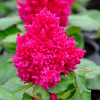 Целозия перистая Кимоно Роуз [5000 шт] - ООО «Семена Тут»