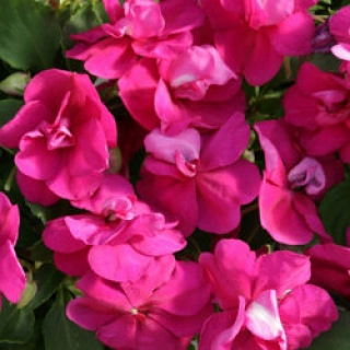 Бальзамин махровый Афина Брайт Парпл [100 шт] - ООО «Семена Тут»