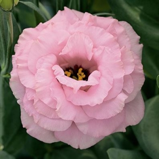 Эустома Арена 3 Хот Пинк  [1000 драже] - ООО «Семена Тут»