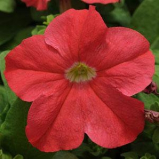 Петуния грандифлора Из Ридер Дип Салмон [100 драже] - ООО «Семена Тут»